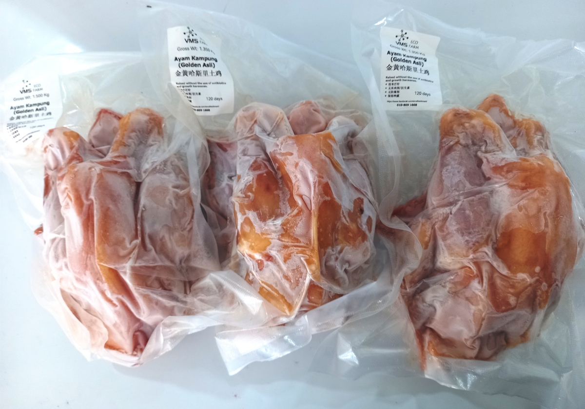 Ayam Kampung Golden Asli 120 days 金黄哈斯里土鸡 (set of 3 chickens)