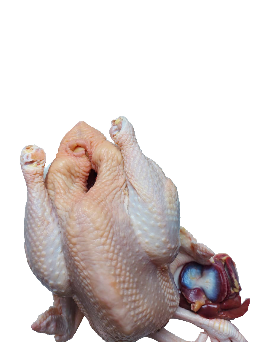 Hand Plucked Free Range Zhanjiang Chicken 120 days 手拔毛走地湛江鸡 (Gross Weight: 2.2Kg - 2.5Kg)